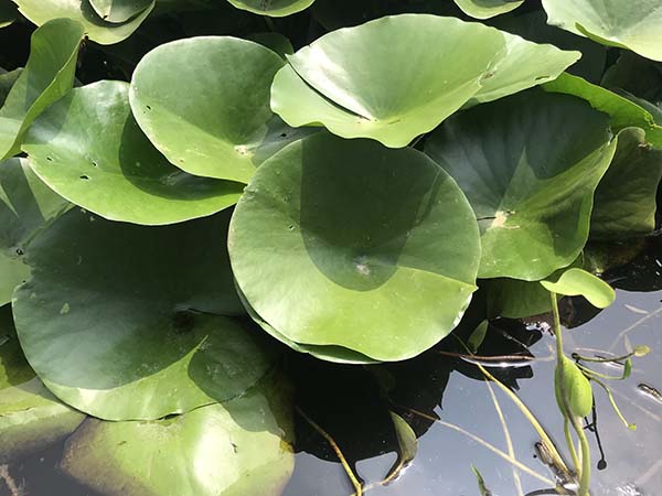 睡蓮苗 睡蓮苗