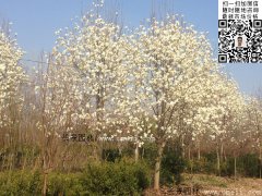 工地上常用的白玉蘭樹(shù)多少錢一棵