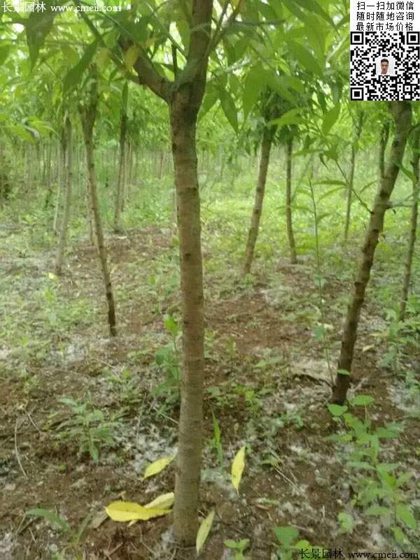 桃樹 桃樹