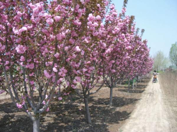 櫻花基地低價(jià)供應(yīng)櫻花小苗，價(jià)格低質(zhì)量好