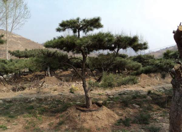 造型黑松樹哪里便宜？哪家的質(zhì)量好？