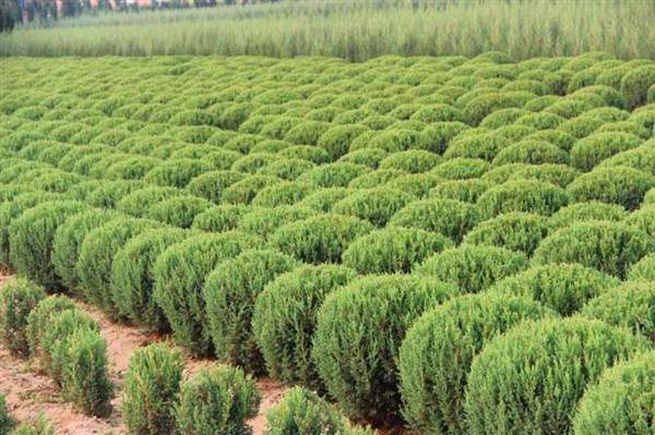 檜柏球圖片基地實(shí)拍 檜柏球圖片基地實(shí)拍