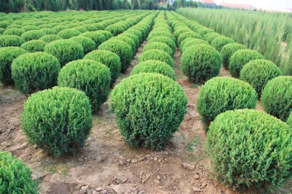 檜柏球圖片基地實(shí)拍 檜柏球圖片基地實(shí)拍