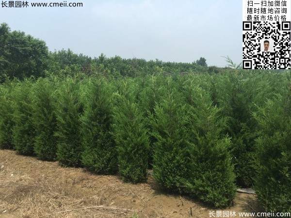 高度1米1.2米蜀檜精品苗優(yōu)惠價(jià)格出售 高度1米1.2米蜀檜精品苗優(yōu)惠價(jià)格出售