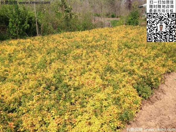 金山繡線(xiàn)菊?qǐng)D片