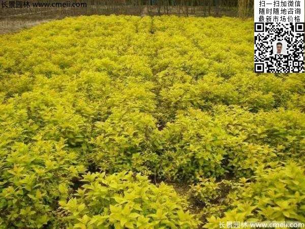 金山繡線(xiàn)菊?qǐng)D片