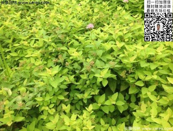 金山繡線(xiàn)菊?qǐng)D片