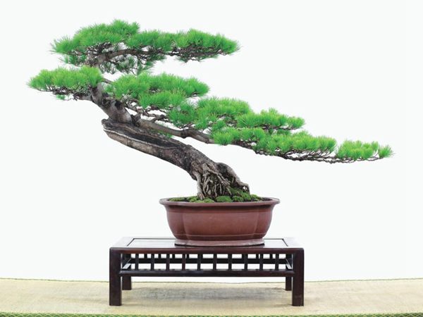 有著百變造型之王的五針?biāo)墒窃鯓訜挸傻?/><br/></div><p><strong>(1）取、審材</strong><br/>我國引種栽培五針?biāo)?，由于結(jié)實少，且多發(fā)育不良，種粒<a href='http://www.sh-yuge.com.cn/huahaijianshe/138890.html' target='_blank'>發(fā)芽率</a>低，故多采用嫁接法繁殖。<br/>盆栽五針?biāo)?，是制作五針?biāo)膳杈暗闹饕牧?。它的根爪，可否顯露，樁干有無彎度，哪些地方突出好看，都要仔細(xì)審視一番。通過審材，找出好觀賞面。五針?biāo)捎^賞價值高低，在于姿色的奇妙與否。通過審材，進(jìn)行藝術(shù)取舍，決定部分根、枝、干、針葉的去留。<br/><strong>(2）上盆</strong><br/>①選盆：五針?biāo)勺藨B(tài)清秀古雅、翠葉蔥籠，宜用外型古雅，色澤深沉的紫砂陶盆。懸崖式用中深圓形盆或正方盆；斜干式、直干式則用長方形盆或橢圓盆；曲干式用稍深的馬槽盆；合栽式用較淺長方形盆，其大小可視樹形而選定。<br/>②用土：栽植五針?biāo)傻呐柰烈擞觅|(zhì)地疏松、肥沃的微酸性土，按輕壤60%，砂土3o%a與腐殖土to％的比例以及腐熟餅肥1份混合使用，PH值5-6最宜。<br/>③栽植：五針?biāo)缮吓柙灾惨源杭拘氯~吐芽前3月左右最好，也可在秋季新枝成長后8月中旬至9月進(jìn)行。上盆前修剪傷根、爛根，剪短粗根，在剪口上涂蠟，以防松脂外流。栽時盆土要稍干，盆底墊一層碎瓦片及粗砂之類，以利排水透氣。<br/>④造型與布局：五針?biāo)芍l自然形成層片，層次分明，線條清晰；生長緩慢，枝干上無不定芽萌發(fā)，因此不耐修剪。粗枝不易屈曲，蟠扎造型必須從幼齡樹開始，五針?biāo)稍煨蛻?yīng)以吊扎為主，結(jié)合修剪，作為基本方法。<br/>制作五針?biāo)膳杈埃推渌?盆栽五針?biāo)?，是制作五針?biāo)膳杈暗闹饕牧?。它的根爪，可否顯露，樁干有無彎度，哪些地方突出好看，都要仔細(xì)審視一番。通過審材，找出好觀賞面。五針?biāo)捎^賞價值高低，在于姿色的奇妙與否。通過審材，進(jìn)行藝術(shù)取舍，決定部分根、枝、干、針葉的去留。<br/><br/><strong>制作五針?biāo)膳杈?，和其它盆景一樣，要注重盆面的布局，要講究自然，給人以舒適的美感。</strong><br/>盆面布局，應(yīng)有疏有密，或“疏能走馬”，或“密不通風(fēng)”。要突出主體，在一盆中，合栽幾株五針?biāo)?，要突出主體，其余則為烘托與陪襯。<br/>盆面布局，要講究層次，這在盆中表現(xiàn)為粗細(xì)、大小的對比。細(xì)到一枝一根上下功夫，使之形象生動，景中有景。樹樁的枝干、針片，各占盆面多少位置，樹、石、亭、橋、屋宇、人物小品等配件的大小，要精心安排，恰到好處，突出盆景主題。總之充分運用藝術(shù)造型和造景手法以提高盆景的整體藝術(shù)美。<br/><br/></p><div align=