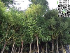 求購5、6、7、8公分的精品黃金槐，還是到沭陽，