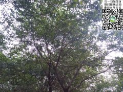 櫸樹不管是在綠化界，還是在建筑界都會(huì)令你刮