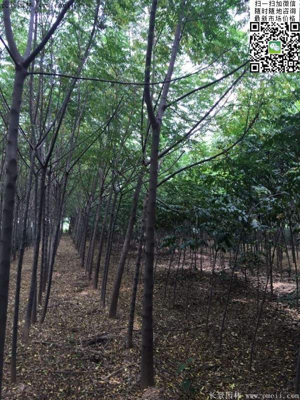 苦楝苗，苦楝樹