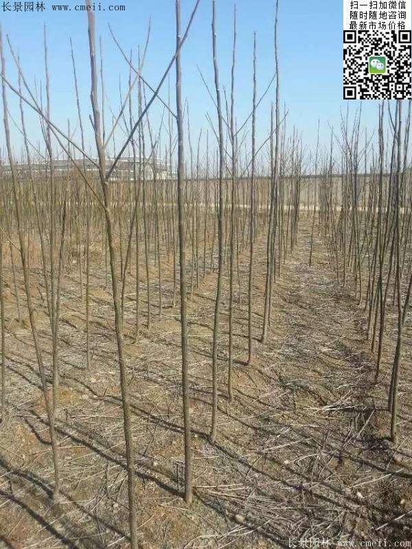 苦楝苗，苦楝樹