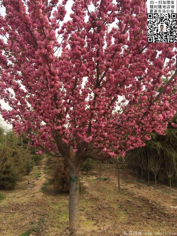 早晚櫻花 早晚櫻花