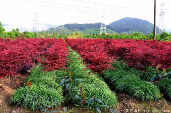 紅楓