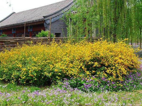 棣棠