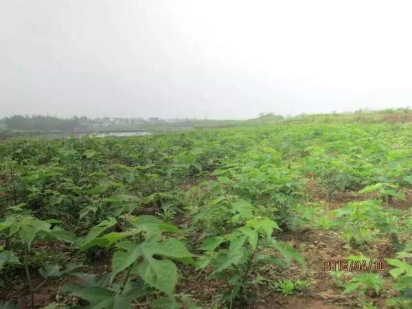 構(gòu)樹(shù)苗圖片構(gòu)樹(shù)小苗基地實(shí)拍