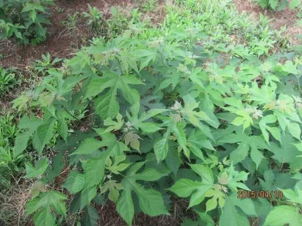 構(gòu)樹(shù)苗圖片構(gòu)樹(shù)小苗基地實(shí)拍