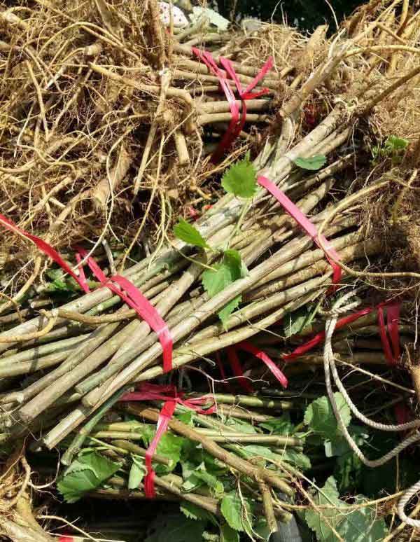 構(gòu)樹(shù)苗圖片構(gòu)樹(shù)小苗基地實(shí)拍