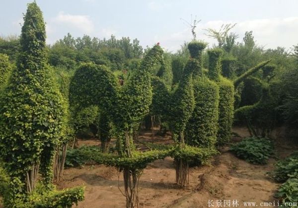 小葉女貞造型樹圖片基地實拍 小葉女貞造型樹圖片基地實拍
