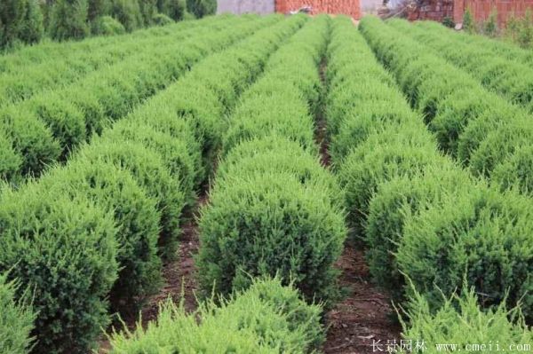 檜柏球圖片基地實(shí)拍 檜柏球圖片基地實(shí)拍