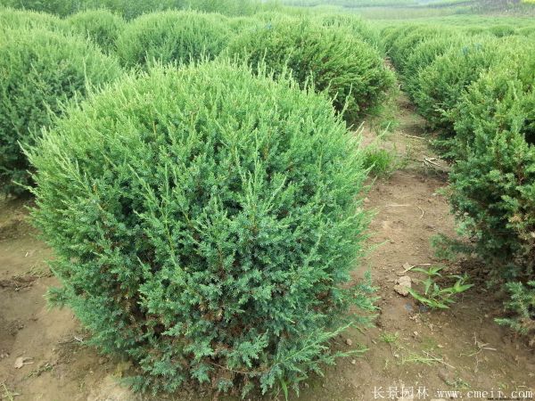 檜柏球圖片基地實(shí)拍 檜柏球圖片基地實(shí)拍