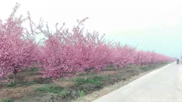 垂絲海棠圖片基地實(shí)拍