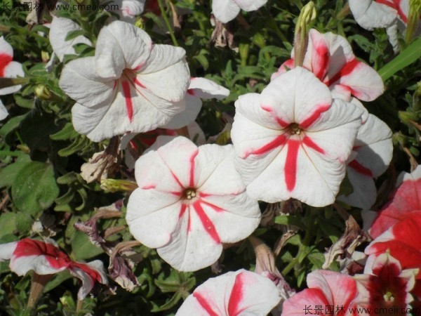 牽?；ǚN子發(fā)芽出苗開(kāi)花圖片