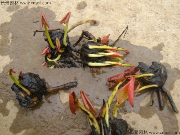 睡蓮根塊苗圖片 睡蓮根塊苗圖片