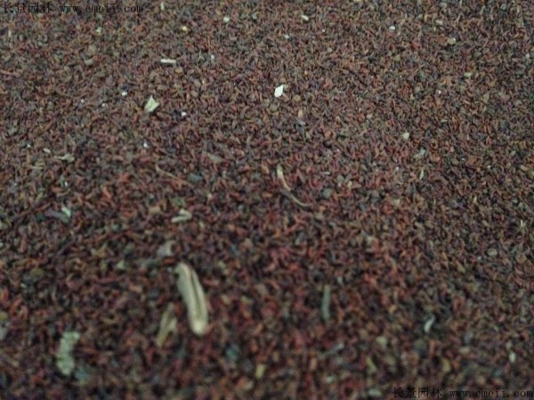 桉樹(shù)種子圖片