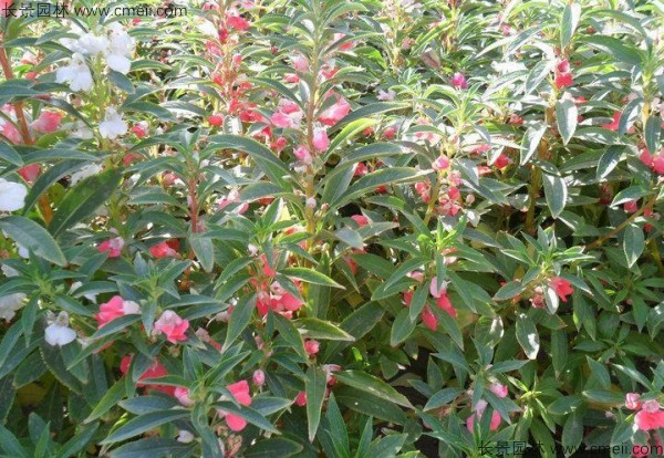 指甲花種子發(fā)芽出苗開(kāi)花圖片