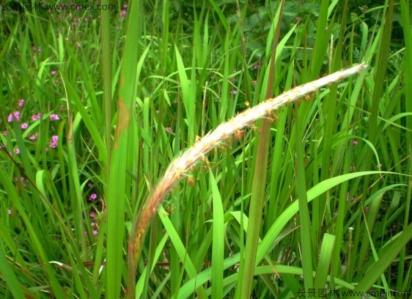 白茅種子發(fā)芽出苗圖片