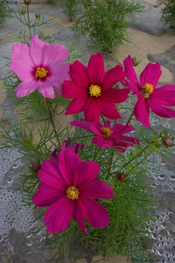 格?；ǚN子發(fā)芽出苗開花圖片