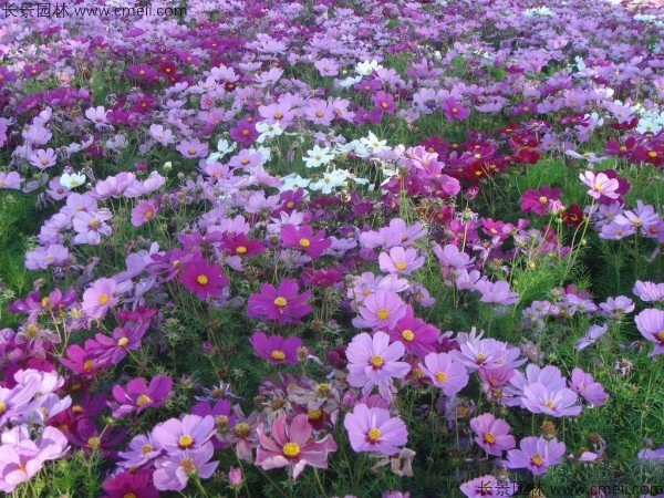 格?；ǚN子發(fā)芽出苗開花圖片