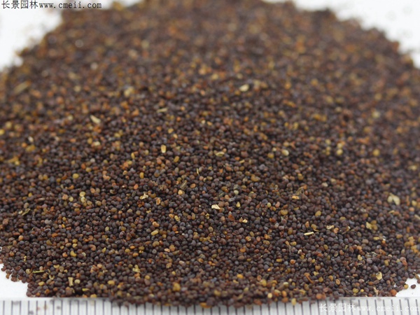 紅色虞美人種子 紅色虞美人種子