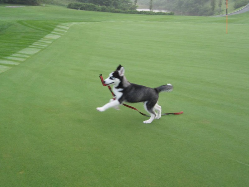 狗牙根草坪 狗牙根草坪