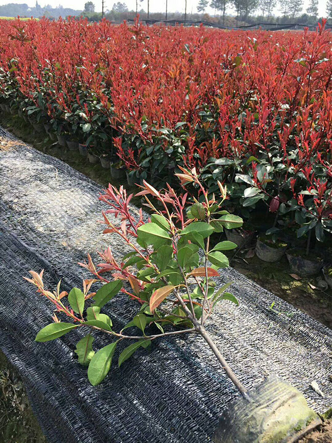 紅葉石楠球冬季如何防護?紅葉石楠冬季養(yǎng)護方法