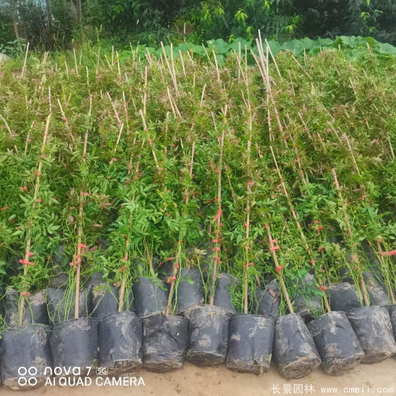 紅花木香苗 紅花木香苗