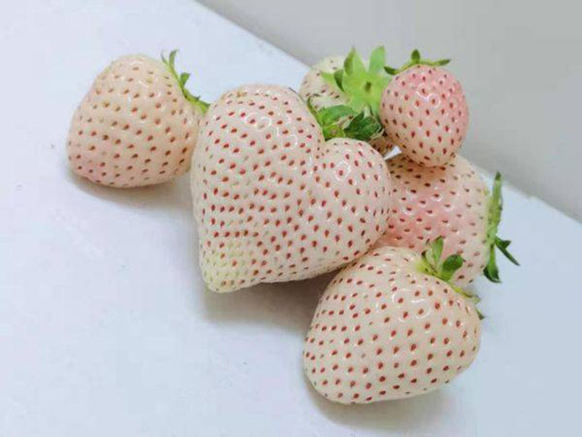 白草莓市場行情怎么樣？白草莓種植前景如何？